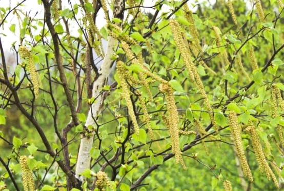 通常の花粉部分